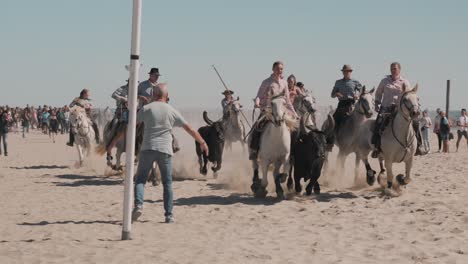 Staubiger-Stampede-Bullenlauf-Bei-Palavas-Horse-Feria