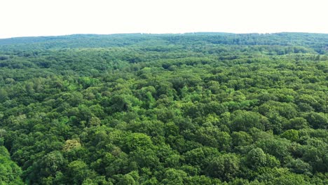 Flying-over-the-green-crowns-of-trees