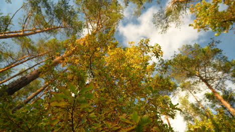 Blick-Nach-Oben-Zu-Den-Herbstblättern,-Die-Im-Kontrast-Zum-Blauen-Himmel-Und-Den-Flauschigen-Weißen-Wolken-Im-Wald-Stehen