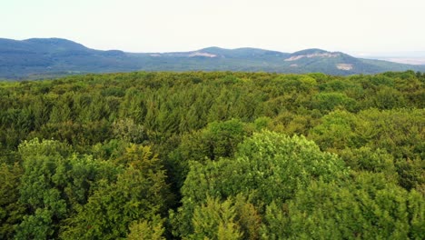 Flying-over-the-green-crowns-of-trees