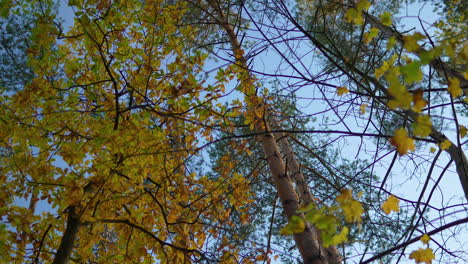 Upward-view-of-autumn-tree-branches-against-the-sky,-intermingling-with-evergreen-pines