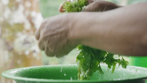 Primer-Plano-De-Algunas-Manos-Limpiando-Cilantro-Fresco-Con-Agua-En-La-Selva-Amazónica-Del-Perú.