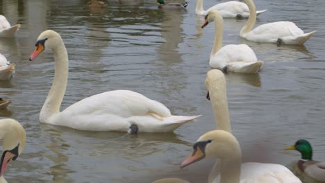 Cisnes-Blancos-Alimentándose-De-Agua-En-El-Frío-Reino-Unido