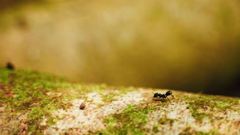 Eine-Einsame-Schwarze-Ameise-Läuft-über-Einen-Baum-Im-Amazonas-Regenwald-In-Peru