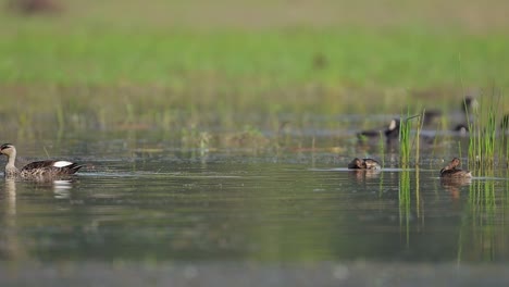 Indian-Spot-Billed-Duck-and-little-grebe-Swimming-in-Water
