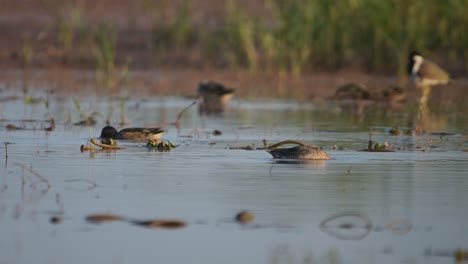 Ducks-feeding-in-Wetland-in-morning