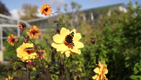 Mariposa-Revoloteando-Sobre-Flores-Coloridas-En-Un-Hermoso-Jardín-En-Inverness,-Escocia-En-Las-Tierras-Altas