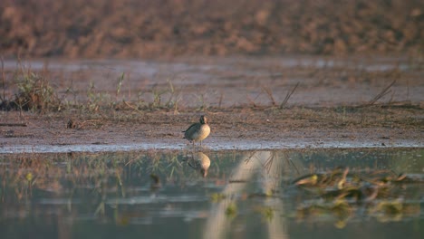 Green-Winged-Teal-with-Reflection-in-Water-Resting-outside-the-water-in-morning
