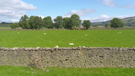 Sideways-drone-footage-running-parallel-to-a-dry-stone-wall-of-a-field-of-sheep-on-a-sunny-day-in-rural-countryside-near-the-village-of-Settle,-North-Yorkshire,-UK