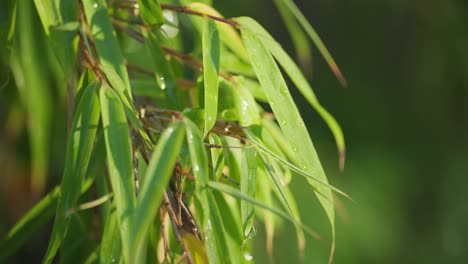 Nahaufnahmevideo-Einer-Atemberaubenden-Springbrunnen-Bambuspflanze,-Im-Gegenlicht-Der-Morgensonne,-Grüne-Blätter,-Die-Vor-Tau-Schimmern