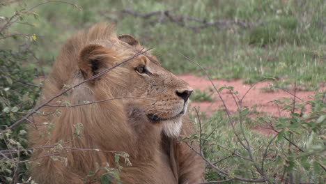 Close-up-shot-of-a-young-male-lion-on-the-lookout-in-the-bush