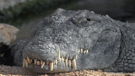 Krokodil-Mit-Großen-Zähnen