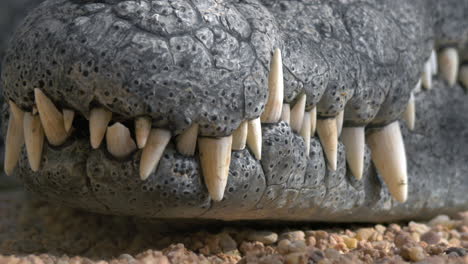 Krokodilkiefer-Mit-Großen-Zähnen