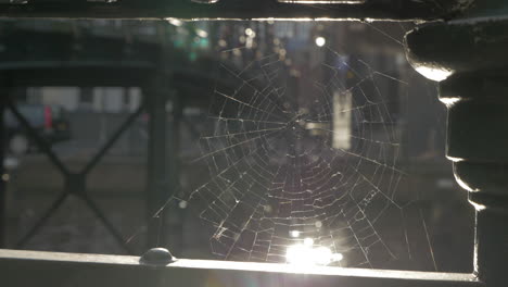 Blick-Auf-Die-Stadt-Durch-Spinnennetz