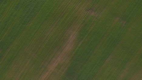 Aerial-view-of-green-field