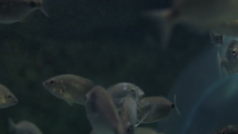 Silberfische-Schwimmen-Im-Großen-Aquarium