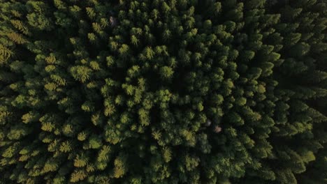 Flying-over-green-forest-and-village-near-the-road-Russia
