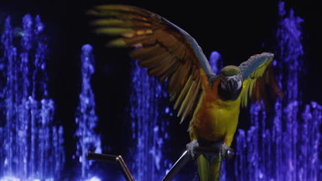 Macaw-in-the-circus-showing-wings