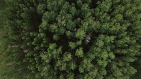 Luftaufnahme-Von-Grünen-Wäldern-Und-Dorfhäusern-Russland