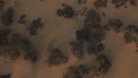 Vuelo-Aéreo-Sobre-La-Playa-De-Arena-Con-Plantas-Marinas