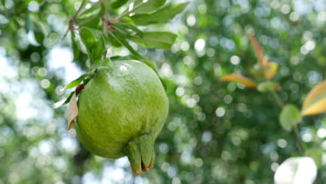 Close-up-of-unripe-pomegranate-hanging-on-branch