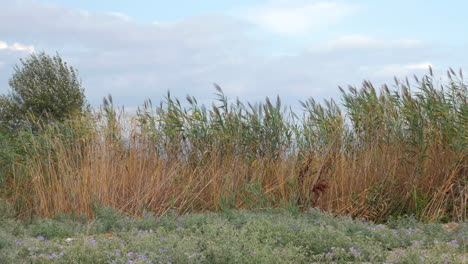 View-of-agricultural-field-with-tall-grass-in-windy-weather-at-summer