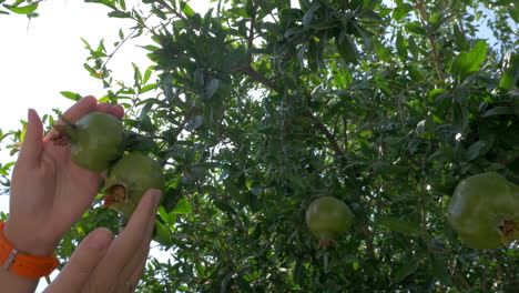 Mujer-Tocando-Granadas-Verdes-En-El-árbol