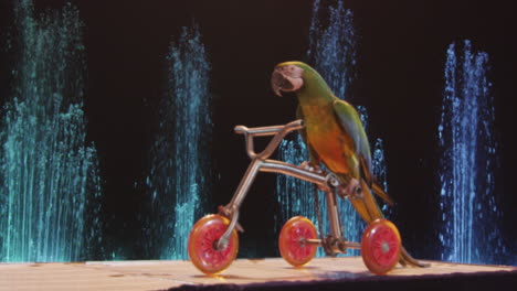 View-of-trained-circus-parrot-riding-a-small-bike-Moscow-Russia