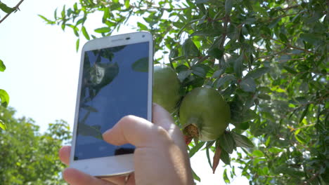 Frau-Mit-Handy-Schießt-Granatäpfel-Auf-Den-Baum