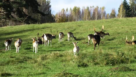 Fallow-deer-herd-eating-lush-green-grass,-slow-motion,-sunny-autumn-day,-wildlife-concept,-distant-medium-handheld-shot