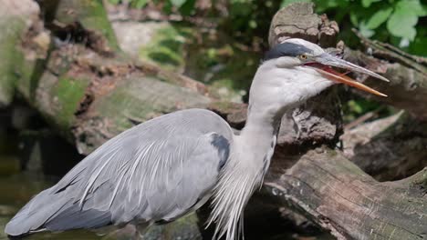 Gray-heron-swallows-caught-fish,-close-up-bird-of-prey,-static-shot