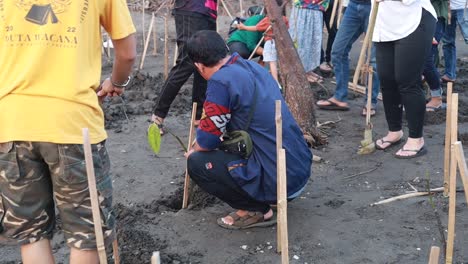 Indonesia---12-De-Noviembre-De-2023:-Grupo-De-Felices-Voluntarios-Indonesios-Con-Plántulas-De-árboles,-Ayudantes-Voluntarios-Plantando-árboles-En-Manglares-Para-La-Protección-Ambiental-Y-La-Ecología,-Reducir-El-Calentamiento-Global