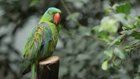 Close-up-beautiful-green-parrot-with-orange-beak-sits-on-wooden-branch-in-forest