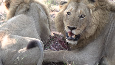 Close-Up-View-of-a-Panting-Lion-in-African-Wilderness