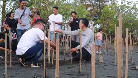 Indonesia---12-De-Noviembre-De-2023:-Grupo-De-Voluntarios-Indonesios-Con-Plántulas-De-árboles,-Ayudantes-Voluntarios-Plantando-árboles-En-Manglares-Para-La-Protección-Ambiental-Y-La-Ecología,-Reducir-El-Calentamiento-Global