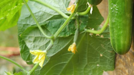 Cucumber-plant-with-yellow-flowers-growing-in-the-vegetable-garden,-ripe-cucumber