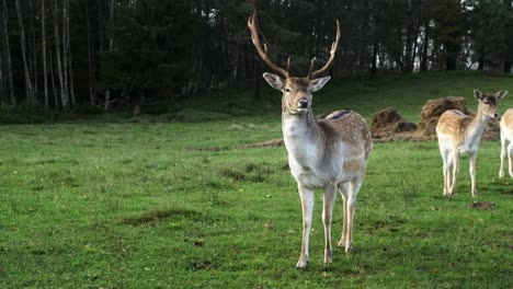 Fallow-deer-buck-with-big-horns-eating-lush-green-grass,-slow-motion,-sunny-autumn-day,-wildlife-concept,-medium-handheld-shot