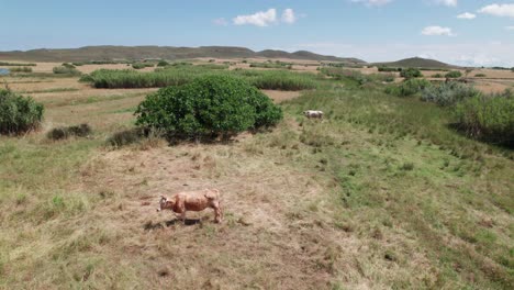 Pair-of-cattle-bulls-graze-and-stand-around-large-bush-in-grassland-of-Lemnos