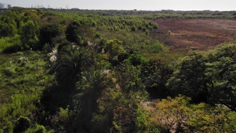 Aerial-view-during-the-day,-approaching-the-large-ecological-reserve-with-its-extensive-vegetation-crossed-by-a-path