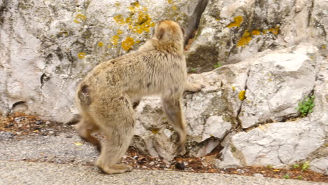 Barbary-Macaque,-Also-Known-As-Barbary-Ape,-Roaming-In-Gibraltar