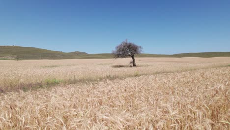 Aerial-dolly-to-single-black-tree-in-golden-field-of-wheat-under-blue-sky
