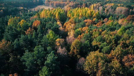 Luftaufnahme-Einer-Landstraße-Mit-Gelbem-Und-Orangefarbenem-Herbstwald