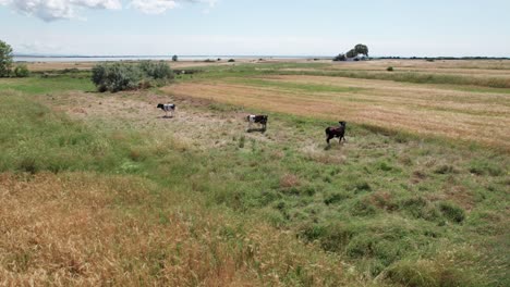 Las-Vacas-Y-El-Rebaño-De-Ganado-Balancean-La-Cola-Y-Se-Mueven-Mientras-Pastan-En-El-Campo.