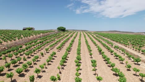 Aerial-dolly-along-tree-farm-nursery-rows-of-planted-saplings-at-midday-in-dry-climate