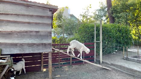 White-Sheep-Walking-Down-Jumping-From-Wooden-Plank
