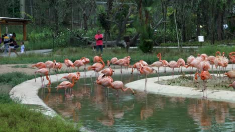 Group-of-american-pink-flamingos-in-a-pond-at-bird-paradise-zoo-in-Singapore