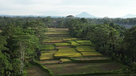 Stacks-of-rice-terraces-with-a-distant-volcano-in-Bali,-Indonesia