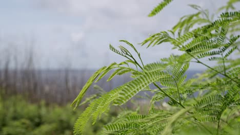 Slow-motion-shot-of-fern-leaves-swaying-during-a-windy-and-bright-morning