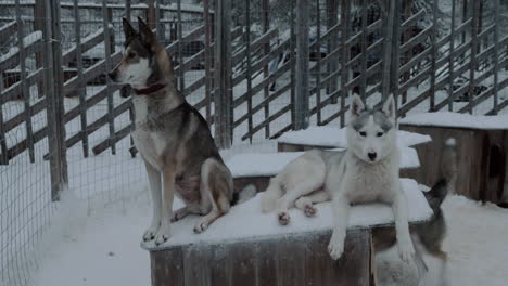 Two-husky-dogs-on-the-kennel-in-cage