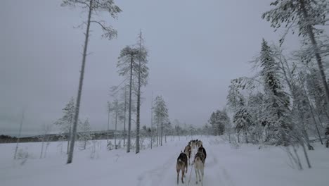 Traveling-in-winter-forest-with-sled-dogs